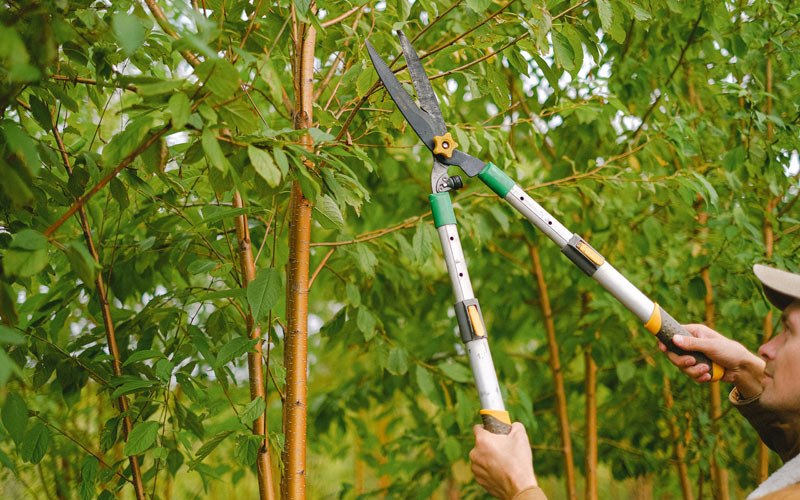 Tree trimming in Lowden, IA