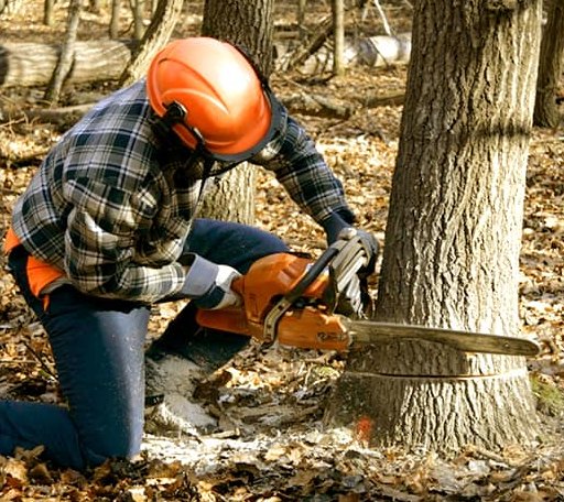 Tree Removal in Lowden, IA
